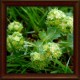 Przywrotnik pospolity (Alchemilla vulgaris)