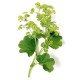 Przywrotnik pospolity (Alchemilla vulgaris)