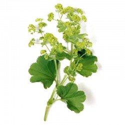 Spitzlappiger Frauenmantel (Alchemilla vulgaris)